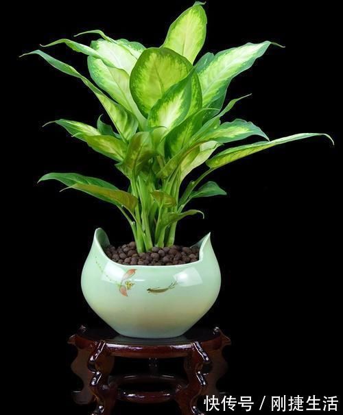 厨房油烟大?这6种绿植吸油烟,长得旺,环境清新又健康!