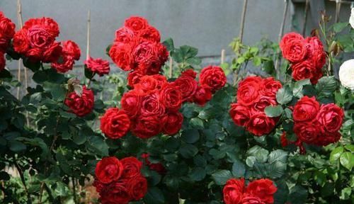  季疏蕾|想要月季花开的漂亮，就用此一招