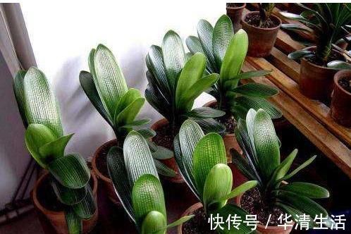 君子兰喜欢1种肥,盆土里挖洞埋一点,叶子比花美!