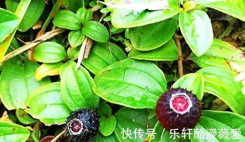 棠梨子|在農村很常見的8種野果，在農村長大的你，都吃過嗎