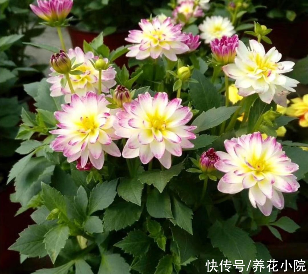 浇水|家有院子，养上几棵大丽花，花朵硕大，艳丽多姿