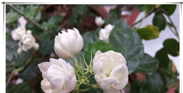 夏天养茉莉花,只要做对1件事,根粗叶绿,花开一茬接一茬