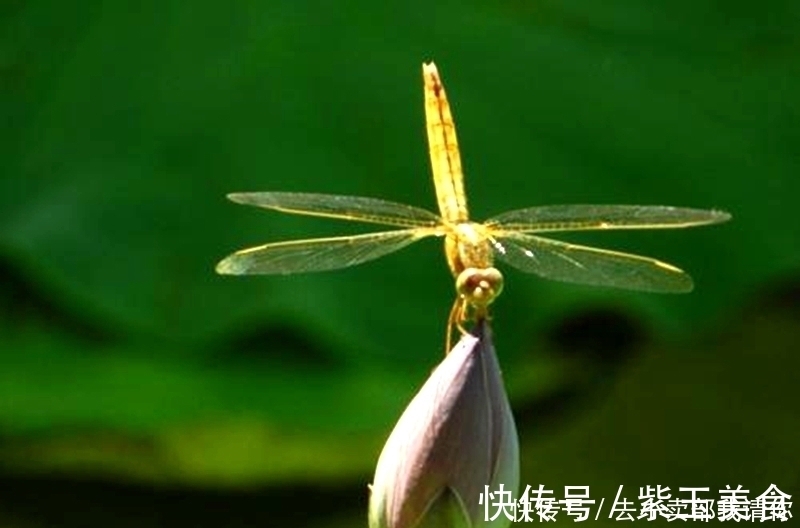 千门万户曈曈日！等闲识得东风面，万紫千红总是春。千古名诗12句请你来评