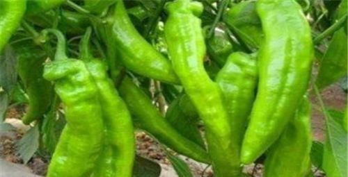 女性到了中年，推薦吃3種食物，延緩衰老，緩解疲勞，早吃早好