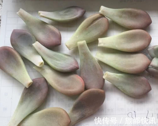 多肉奥普琳娜如何叶插教你3个小步骤，不仅快速生根越长越茂盛
