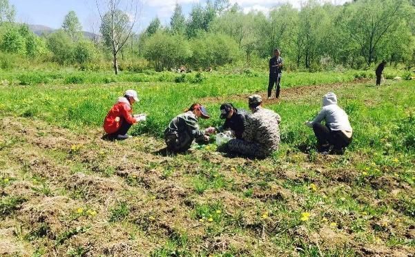 用处|它常生长于河滩边,清香扑鼻用处广泛,市场价数十元一斤还难买到