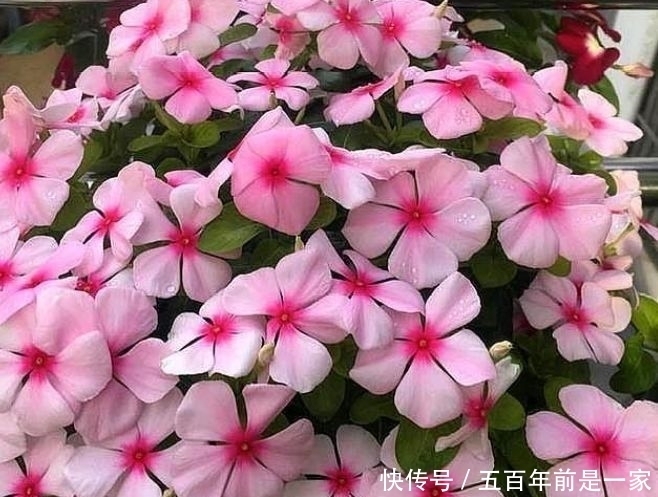 4种花是爆盆能手,一开就是300多天,开起花来拦不住