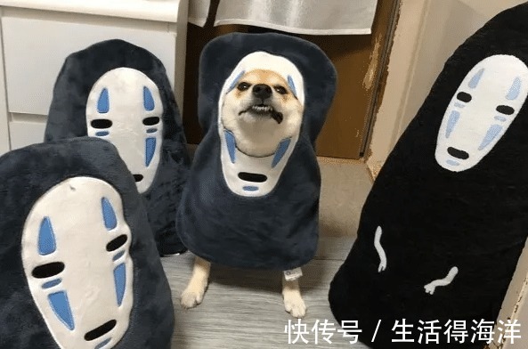 间谍|来自汪星的间谍,经常游走各种动漫本汪可塑性还是很高滴!