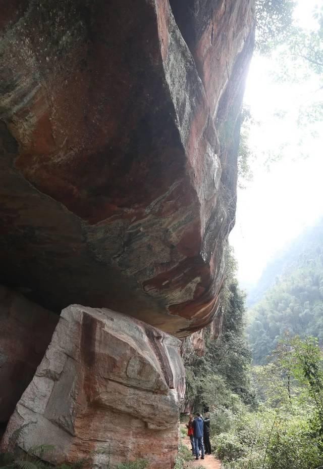 桫椤自然保护区穿梭记之二丨小黄花茶生长发育在梦幻仙境里的山茶花王后