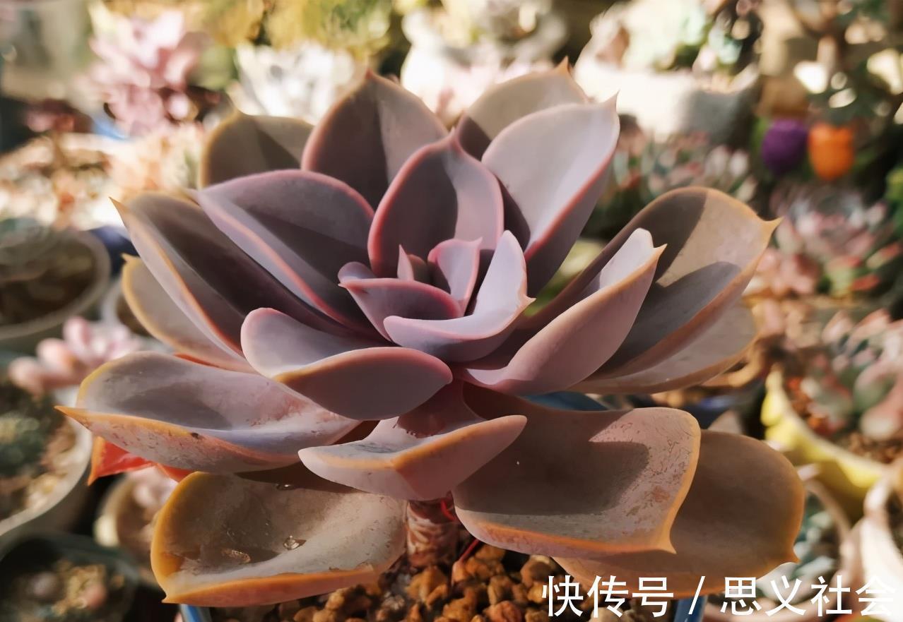 花土|多注意这3点,盆栽多肉紫珍珠,夏季茎叶根不化水腐烂