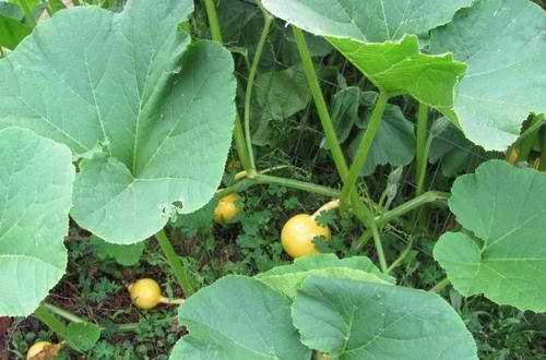 最早的南瓜长什么样?虽然只有1万年,但已经和餐桌上的完全不同