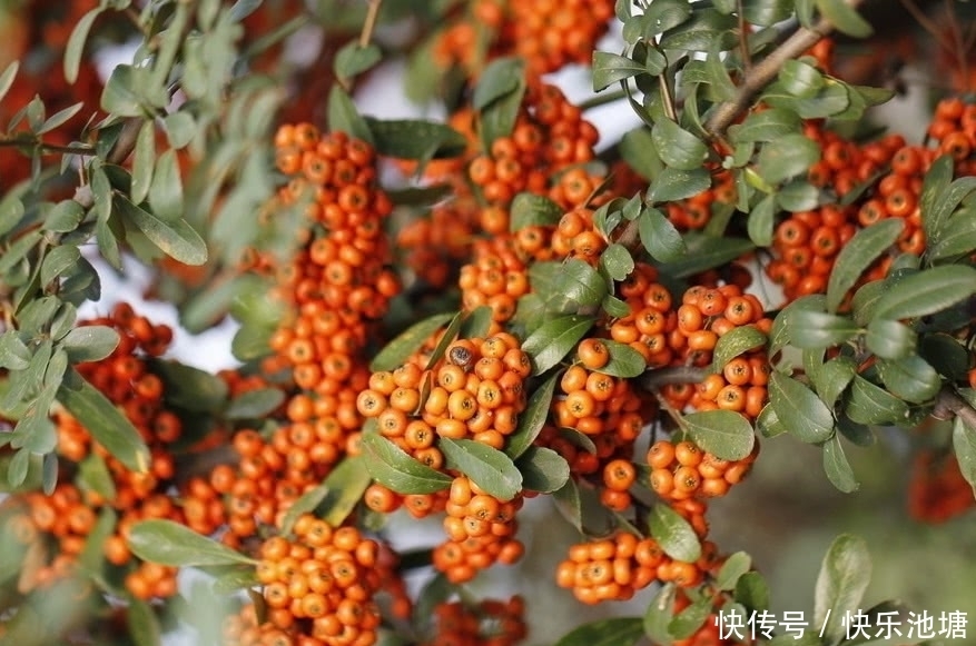 图片来源网络|这种野果在农村看到都没人摘,营养极高在城里一斤能卖30元