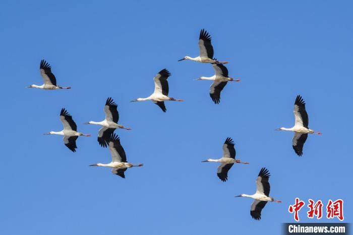  南迁|中国北疆鹳鹤类候鸟“南迁”高峰来临 比去年晚半个月