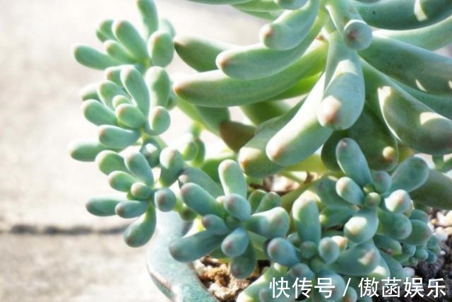 养花难不如盆栽多肉乙女心,既好看又好养,学会扦插法秒变多株