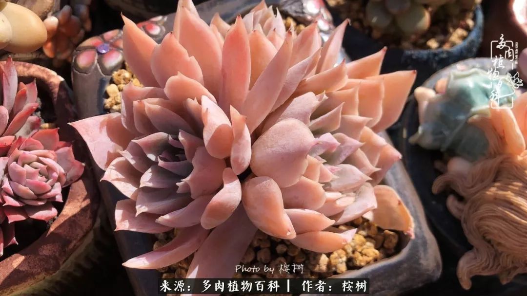 多肉度夏经验谈四季皆露养,兢兢业业养肉三年半!