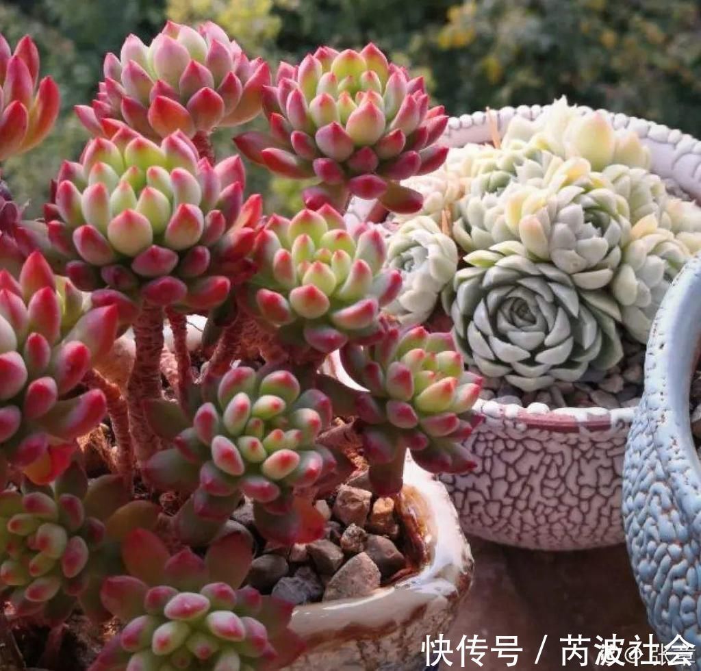 寒潮过后，多肉美出天际，颜色鲜艳明亮，真馋人！