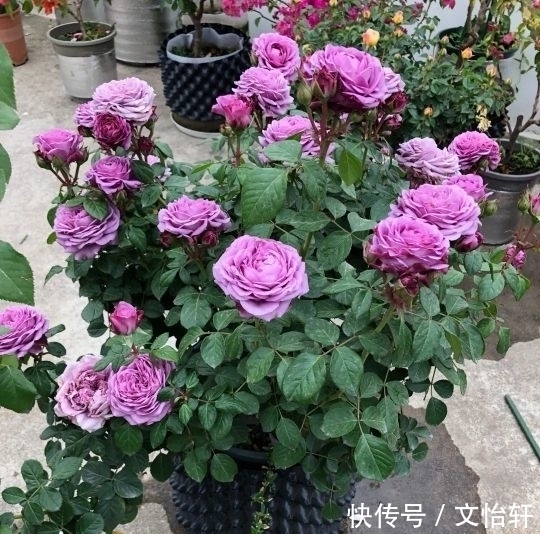 品种|100个月季品种，千姿百态，每个都很漂亮，图名并茂，值得收藏