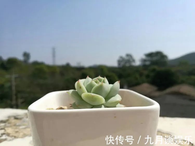 佛系养肉人生活明朗,多肉可爱,唯适者生存!