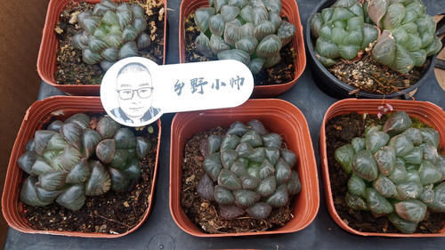 多方面|养多肉浇水需要注意细节，浇水方式要考虑多方面，才能养好肉肉