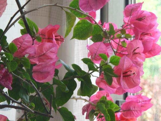 养盆栽三角梅,这“1点”不能少,才能花满枝,连续不断的开花