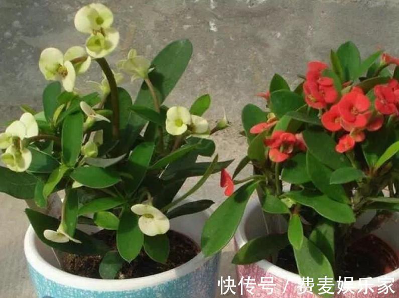 盆栽虎刺梅,日常这么养,才能爆出一大片小花!