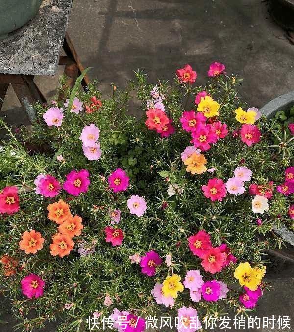 蓝雪花|急性子的人就养此4种花，掐个枝条插土里，当年就开花早看早知道