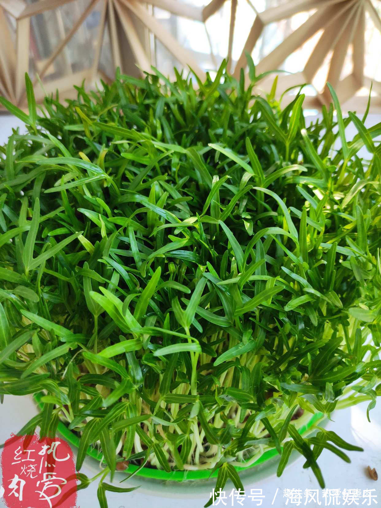 以前空心菜都是买着吃,这回用菜籽自己种的,不用土11天就能吃了