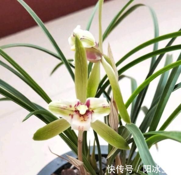 兰花|养兰花,只要这“2点”做到位,叶子翠绿花剑多,开花旺盛不腐烂