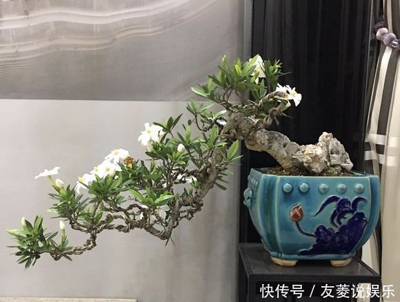 喷雾|栀子花到七月了还不开花怎么办4个催花技巧，迟来的花有惊喜