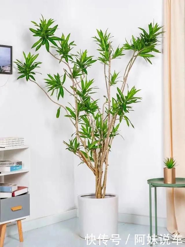 客厅养花就选这六种,寿命长、寓意好,省心又好养,你家养了几种