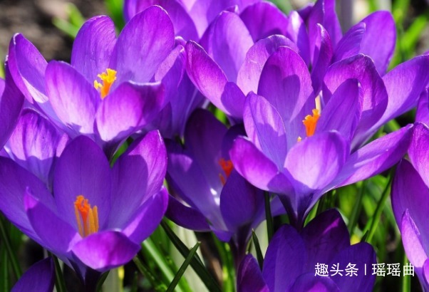 藏红花@此花精致而优雅,随风起舞让人回味无穷,是女人一生的好朋友