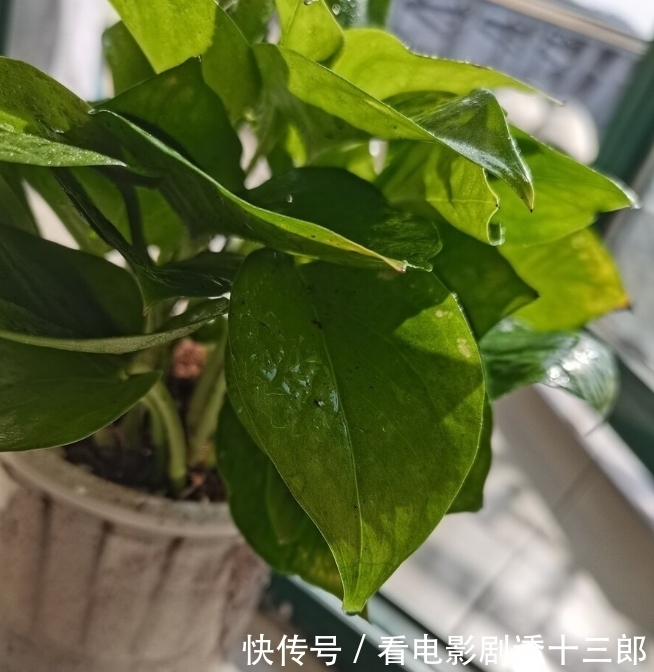 最适合送人的七种花，亲戚朋友见了都喜欢，花多又漂亮，还便宜