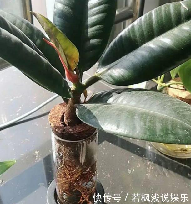 水培植物怕烂根?练就这项技能,啥烦恼都没了