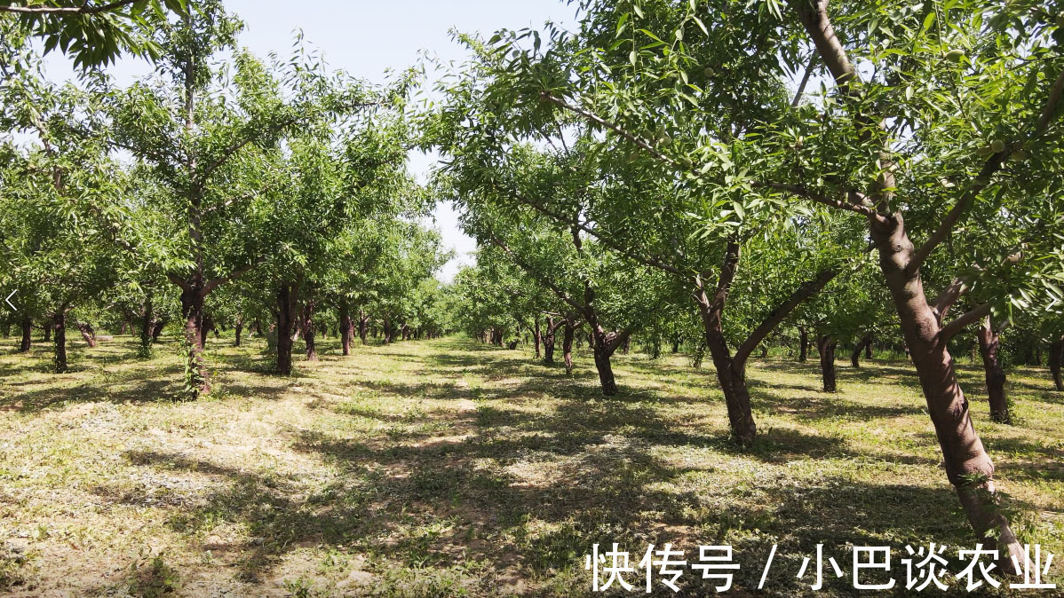 苗木 巴旦木种植为啥要选择贵的巴旦木苗木,种植户说有道理