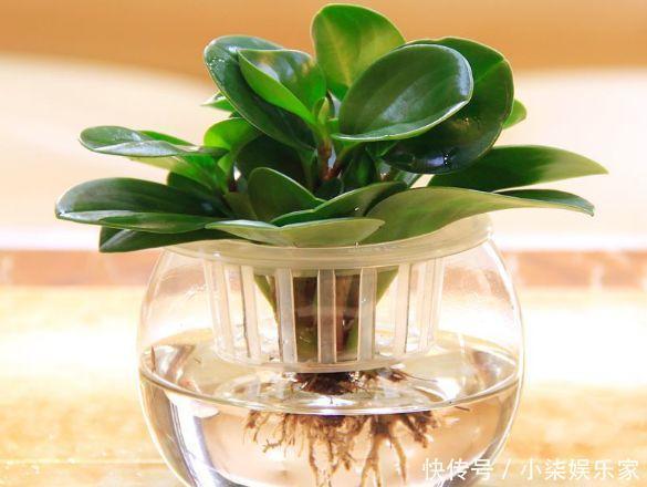 花多多|养花必备肥料,浇水前撒一点,月季开花拳头大!