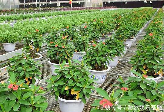 有机肥|“它”是天然“有机土”,直接种花不用发酵,生长茂盛,开花爆盆