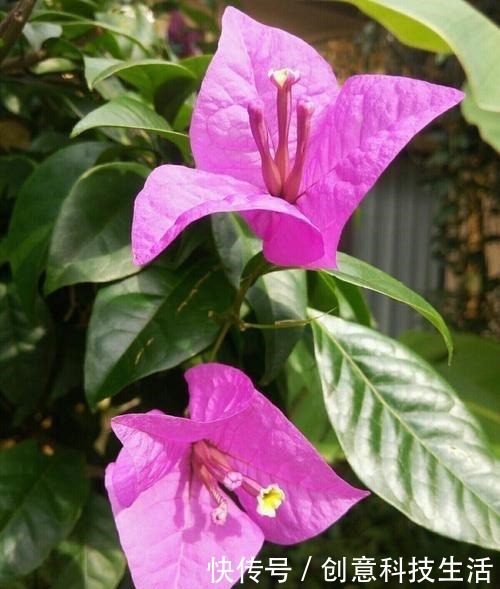 家中养三角梅，做到“1个多2个少”，长成花棚，开花一大片！