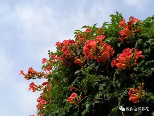 花墙|4种“爬藤花”,容易成花墙,种在阳台院子里太好看了!