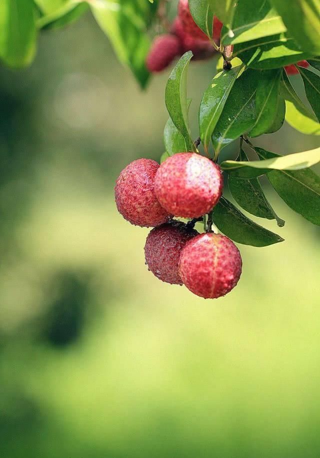 维生素c|天然的“降脂”食物，每天吃一点，清血管，越吃血脂越稳