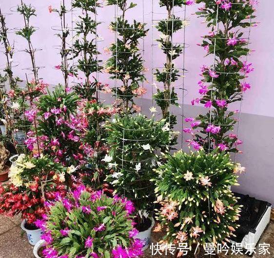 嫁接蟹爪兰该注意什么多了解3个问题,植株年年开成''花树''