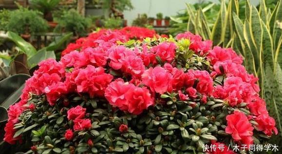 杜鹃花总是开完花就落叶枯萎吗?做好这4点,年年开爆盆