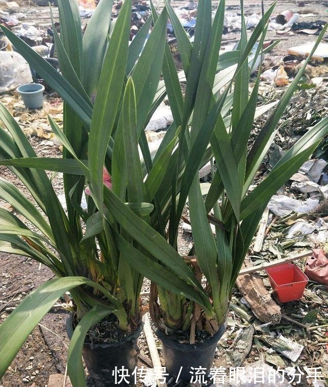 冬天出门“溜一圈”，看到“它们”捡回家，全都是养花宝贝！