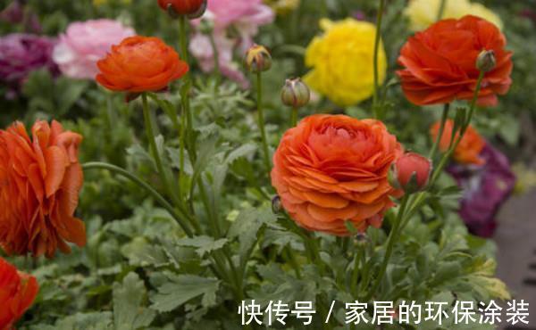 花中娇客|养花试试这几款,花朵形似一个个金色的小宝塔,漂亮又好养