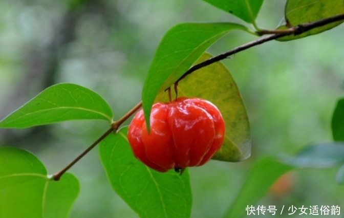 就算|只有真正的土豪才吃的起的这4种水果,吃过2种以上你就算土豪