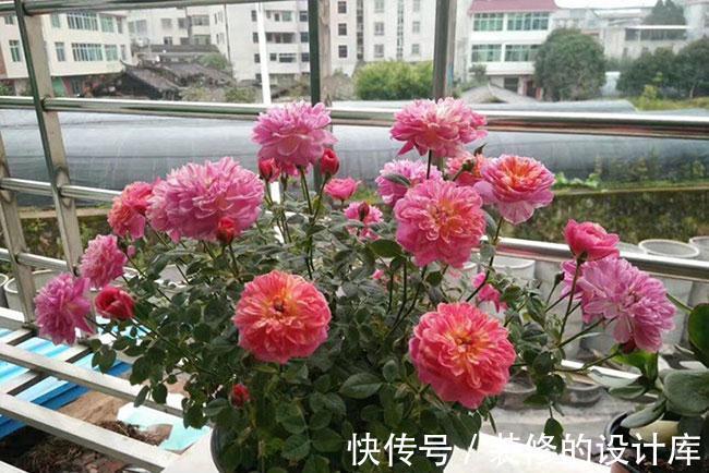 中文译名|养花试试这几款，值得入手的品种，受到花友们的一致认可