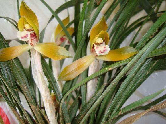 “兰花”盆里加点“粪”,不愁兰花不开花,叶子嫩芽长不断!