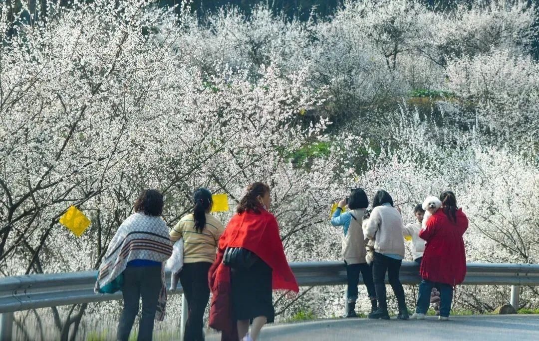 巴渠满目竞芬芳！达州发布带你去“寻春”