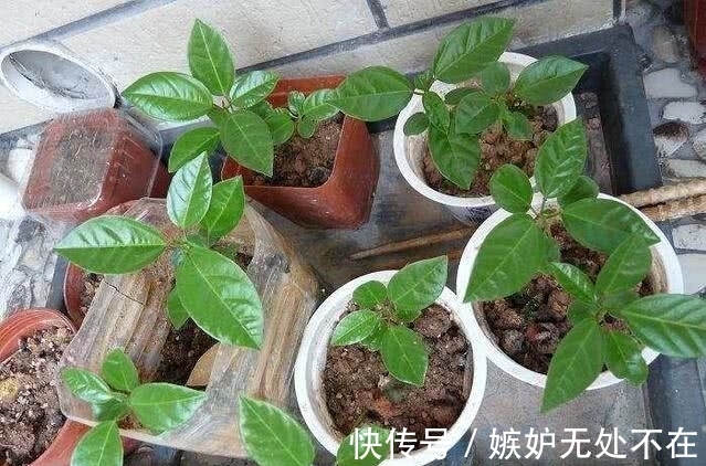 百香果|街上一斤10元，其实只要一粒籽就能在家盆栽，一年四季都结果！
