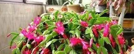 1种“液体”滴盆里,蟹爪兰一次能开300朵,年年“开花”好几次