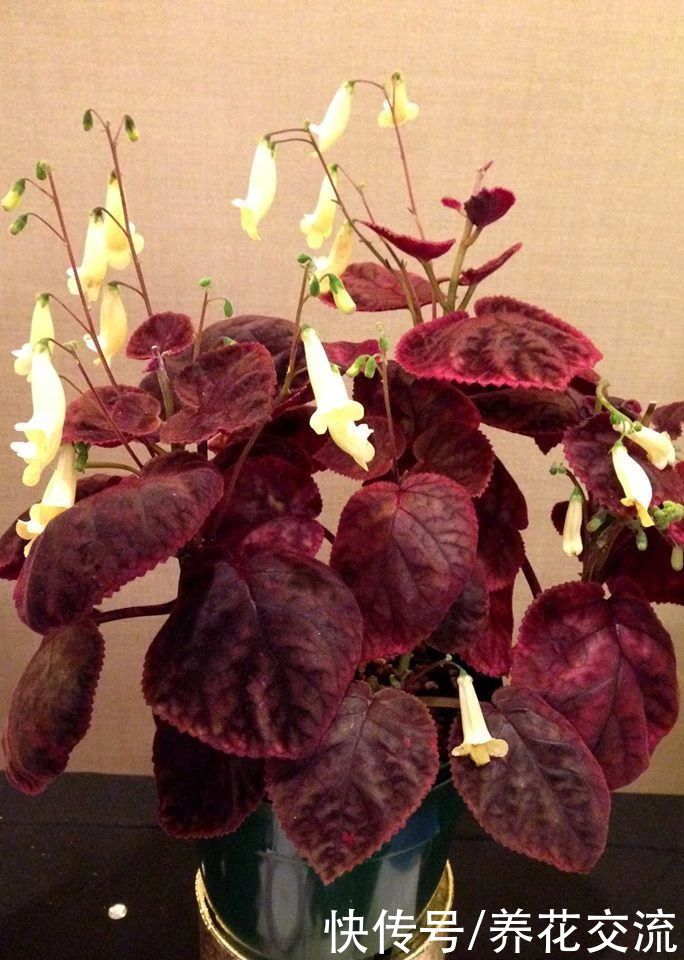  植物|耐阴室内开花植物“大家族”，低光照可开花，植株小巧，适合新手